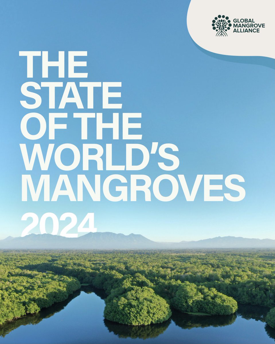 MangrovePh's tweet photo. While mangrove losses in the past were considerable, rates of loss are declining and fell by 44% between 2000 and 2020. 🪴

Want to know the current state of the world’s mangroves? Download/read this report FOR FREE! Brought to you by the Global Mangrove Alliance.

Link below https://t.co/TCqyVlPFFX