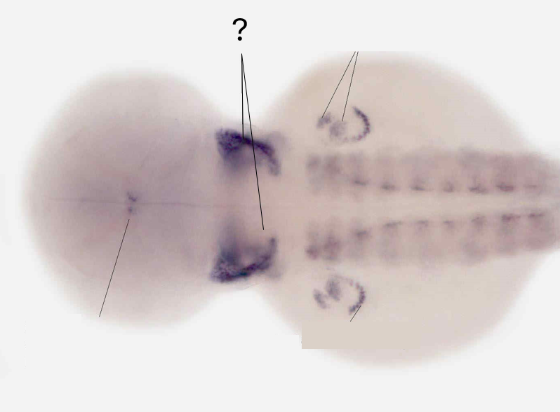 Zebrafish Rock! tweet media