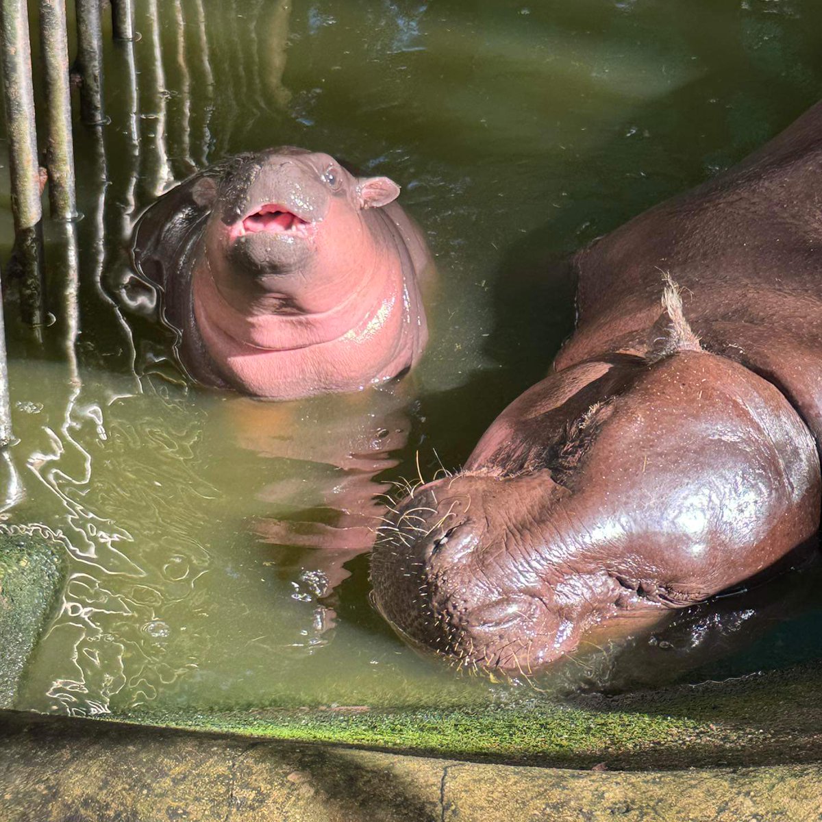 KhaokheowZoo's tweet photo. Your Welcome 
#moodeng #หมูเด้ง
#khaokheowzoo 

Cr. เพจ กินหนม https://t.co/isqSnnM0Gm