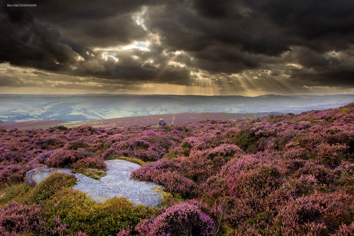 At the end of summer, heather bursts into flower and the moors become a blazing carpet of purple. 💜 wildlifetrusts.org/where_to_see_h…