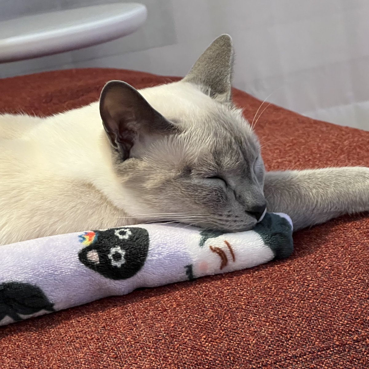 ป้าฟาง 💜 TENLEE #SO10 🐈‍⬛💥 tweet media