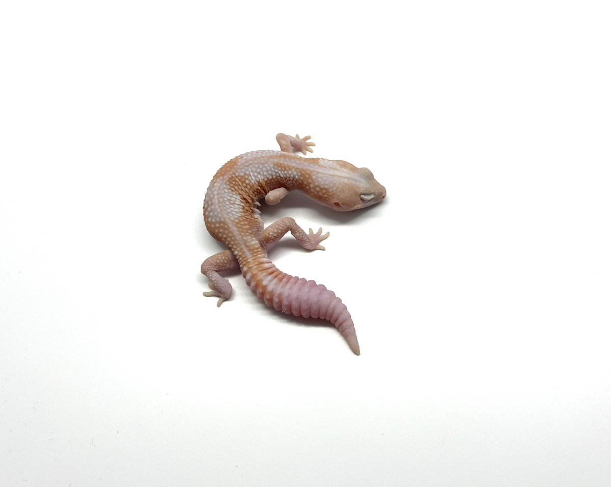 KnightGecko's tweet image. ラキビノズールー男子。
照明が眩しくて目を開けてくれないので暗くしたら上手く撮れた。ISO自動調整のiPhoneまあまあ優秀。 16pro欲しい。
24/3ハッチ

#ラキビノズールー
#アメルキャラメルズールー
#ニシアフ