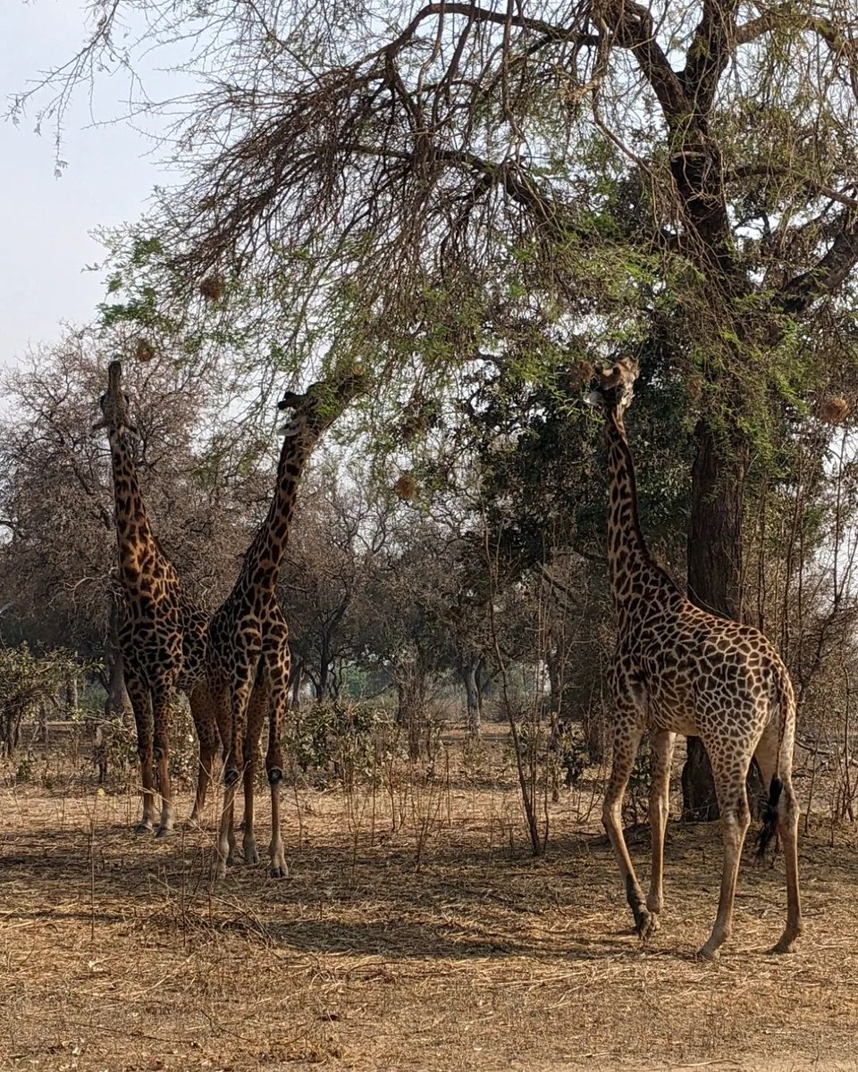 They do move in herds! (cue Jurassic Park theme 🎵)

#southluangwa  #zambia #safari #elephants #giraffes #herds #nature #wildlife #africa #africawildlife #nationalpark