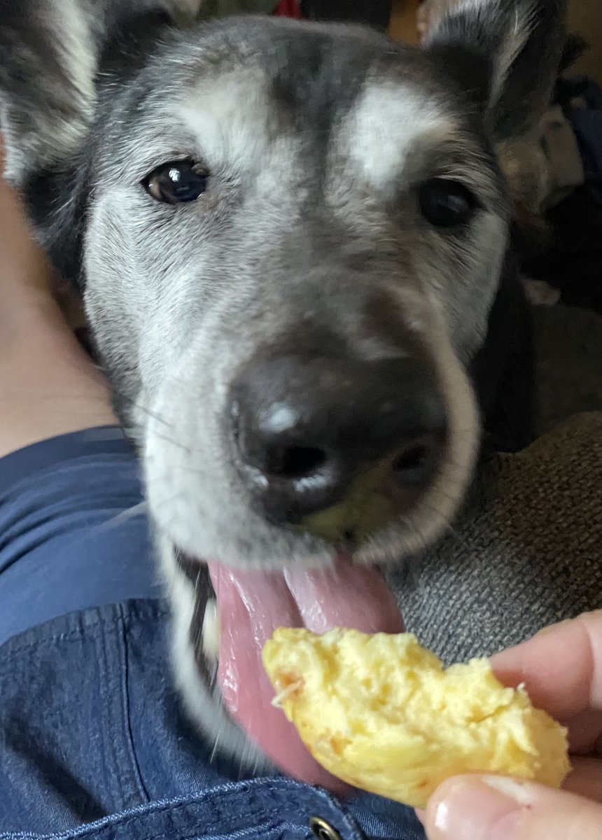 KellyAnneButler's tweet photo. Starbucks bacon-and-gruyere egg bites action shots. https://t.co/CH6l8eGIiH