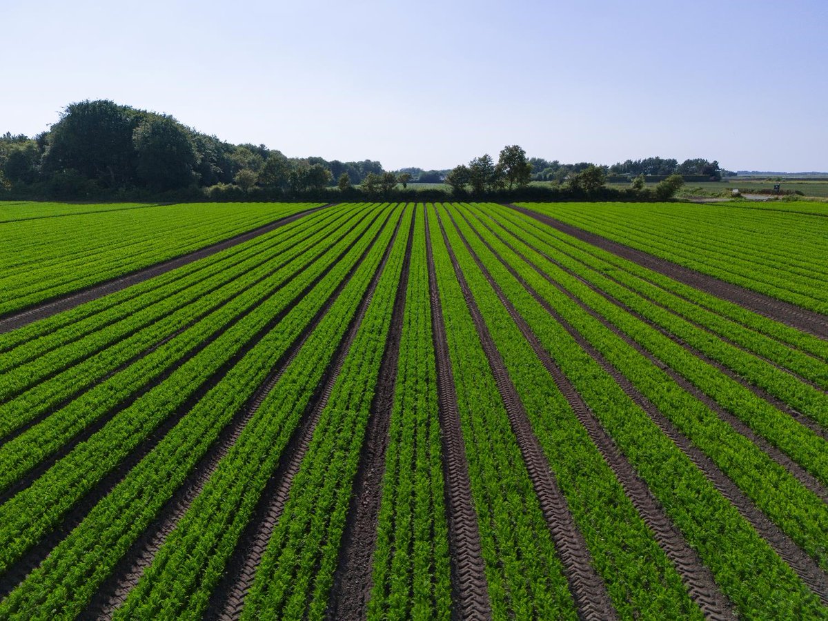 Gedurende het #teeltseizoen hebben we lange tijd te maken gehad met een lage druk van #wortelvlieg in #peen. Daar lijkt nu wat verandering in te komen. Houd de uitslag van de #monitoring goed in de gaten. Weerbare peen met #Tercol🥕

pireco.nl/actualiteiten/…