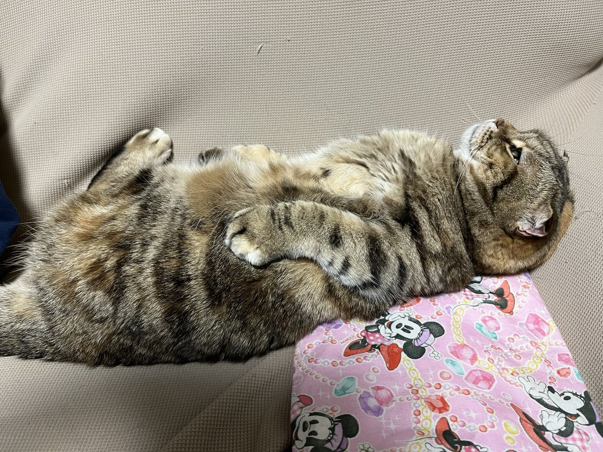 millennium29926's tweet photo. ゆっくりくつろいでいます😊 https://t.co/tN9WNBgqBy