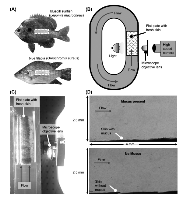 ICB_journal's tweet image. #Hydrodynamic Function of the Slimy and Scaly Surfaces of #Teleost #Fishes

@fishwright3 , Lauder, &amp;amp; Gemmell

doi.org/10.1093/icb/ic…

..."we use direct imaging and flow tracking within the boundary layer to compare boundary layer dynamics over surfaces of fish skin..." 
#science