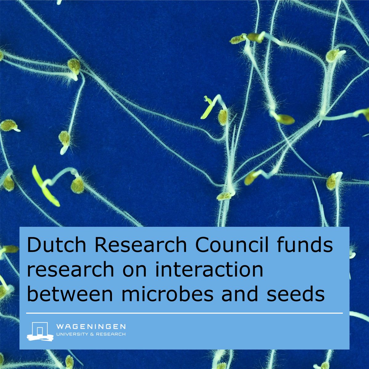 WUR Plant (@wurplant) on Twitter photo 👩🔬 Academics from WUR and <a href="/niooknaw/">NL Inst of Ecology</a> will be conducting research into the seed microbiome to discover how it helps improve seed quality and plant growth 🔬 <a href="/NWOFunding/">NWO Funding</a> is funding the project 👉 wur.nl/en/research-re… 👩🔬 Academics from WUR and <a href="/niooknaw/">NL Inst of Ecology</a> will be conducting research into the seed microbiome to discover how it helps improve seed quality and plant growth 🔬 <a href="/NWOFunding/">NWO Funding</a> is funding the project 👉 wur.nl/en/research-re…