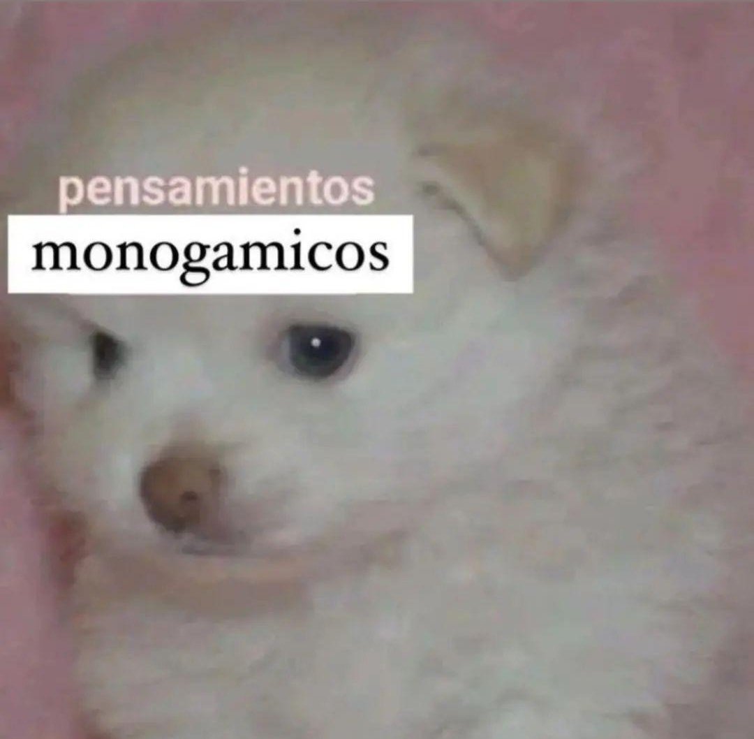 perfil dedicado a gatinhos e peitos (@odeiootaco) on Twitter photo 