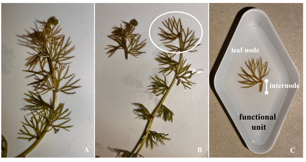 Alice Dalla Vecchia (@alice__dv) on Twitter photo Our new protocol for the measure of leaf functional traits in aquatic carnivorous plants is out on PPEES journal! Available open acces: doi.org/10.1016/j.ppee…
Thanks to Cost Actions <a href="/Conserve_Plants/">ConservePlants</a> for funding and <a href="/CzechAcademy/">Czech Academy of Sciences</a> for hosting us at their aquatic plants collection! Our new protocol for the measure of leaf functional traits in aquatic carnivorous plants is out on PPEES journal! Available open acces: doi.org/10.1016/j.ppee…
Thanks to Cost Actions <a href="/Conserve_Plants/">ConservePlants</a> for funding and <a href="/CzechAcademy/">Czech Academy of Sciences</a> for hosting us at their aquatic plants collection!