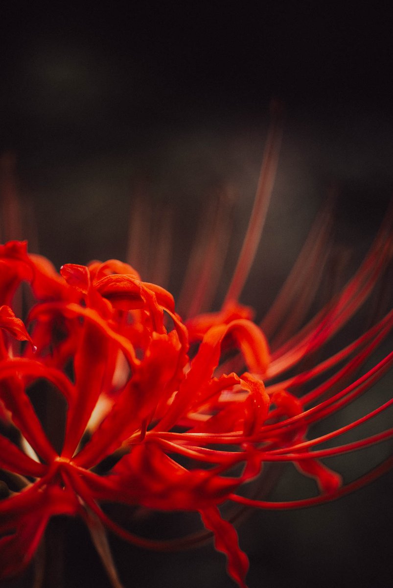 t_informations's tweet image. 縦位置。
普段EVFでなまくらしてると、OVF使用時の体勢がつらい。

#オールドデジイチ 
#sonya100 #ccdsensor
#minolta50mm28macro #minoltalens

#clusteramaryllis
#彼岸花 #花 #日本の風景
#これソニーで撮りました
#写真好きな人と繋がりたい
#カメラ好きな人と繋がりたい