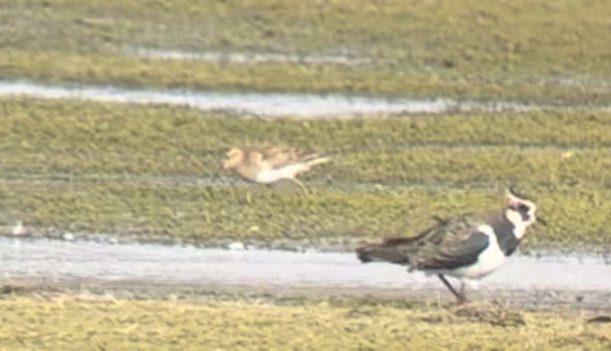 Enjoyed a rather blustery visit to Abberton this morning. The Pec Sand still in Hide bay, 2 Black necked grebes still E of LB c’way. 2 Ruff wig bay.