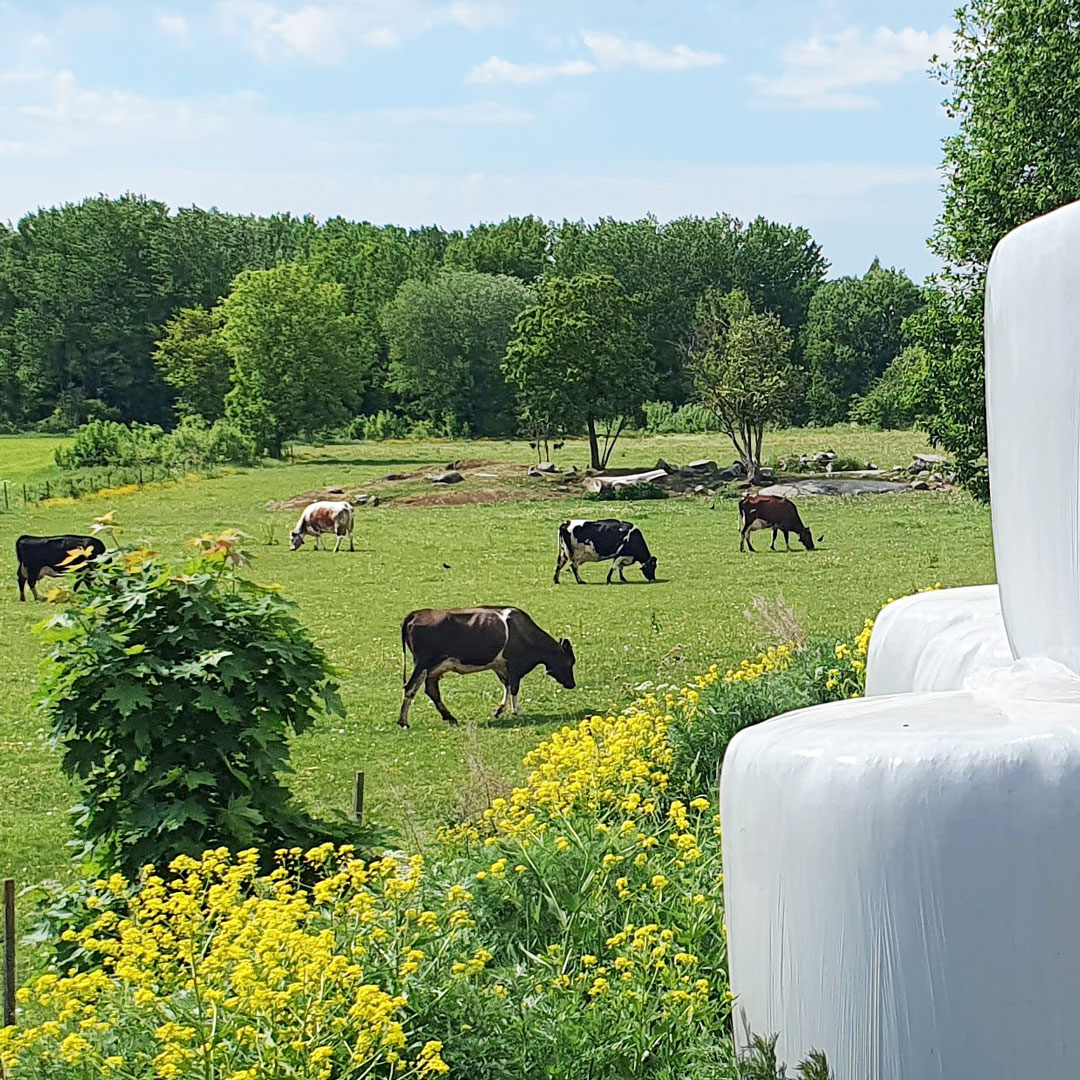 Beredskapsveckan och lantbrukets djur. Om en kris eller ett krig skulle komma behöver livsmedel fortsätta att produceras. Lantbruksdjuren ska kunna fortsätta leverera mjölk, ägg och kött. SVA leder ett projekt för att höja förmågan i primärproduktionen. sva.se/aktuellt/nyhet…