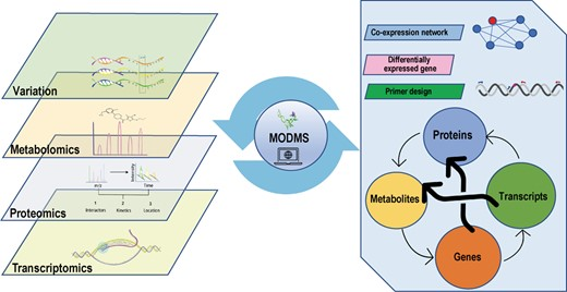Hortres's tweet photo. Introducing MODMS, a multi-omics database for alfalfa (Medicago sativa) research, accelerating genetic insights & agronomic improvements. #AlfalfaOmics #MODMS @OxfordJournals
Details:https://t.co/jHKzZ3ZF8Y https://t.co/Va4ypO7XgI