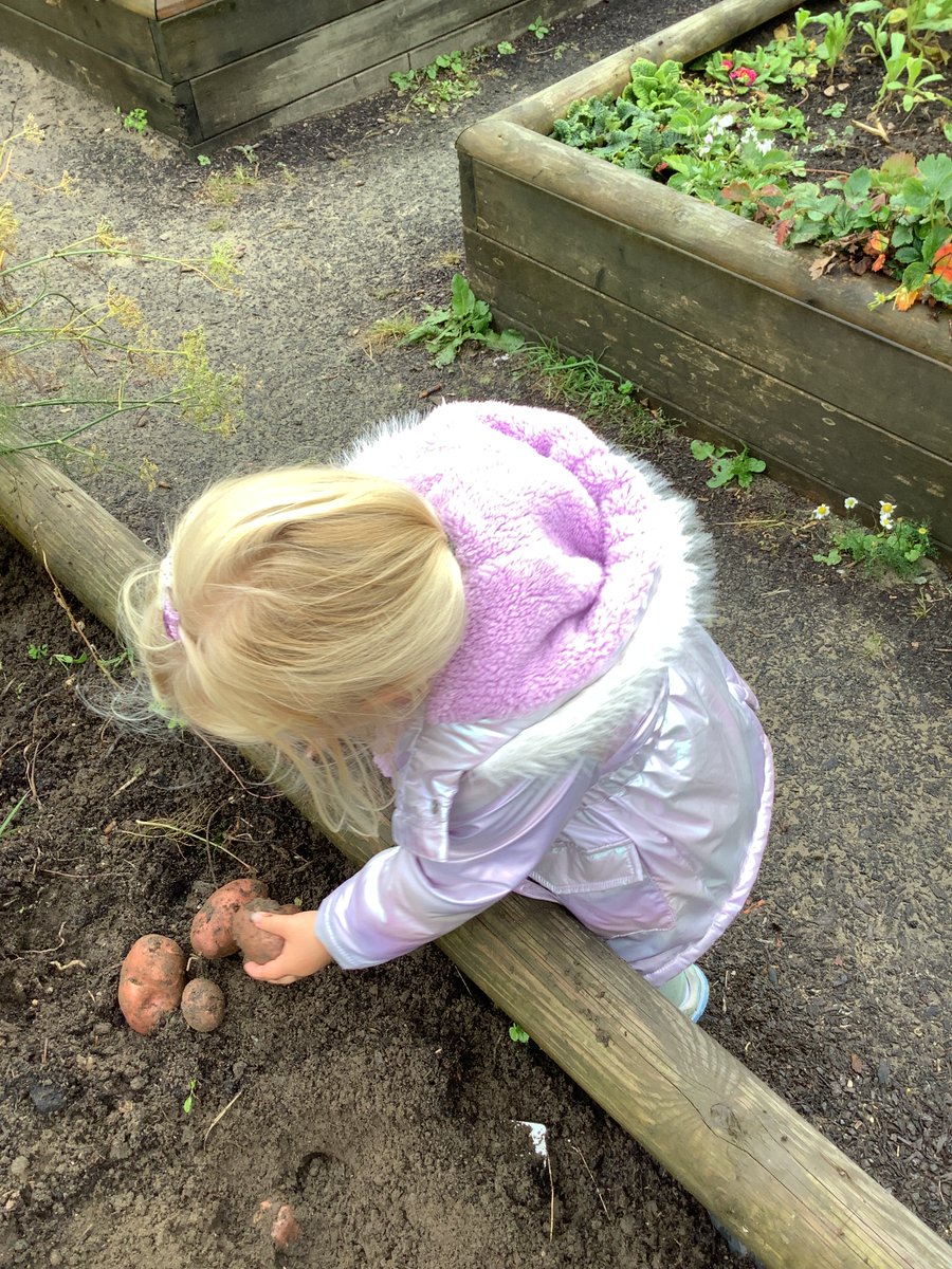 The children in Nursery have enjoyed harvesting potatoes this week and preparing them for snack.
#eyfs #outdoorlearning #forestschool
