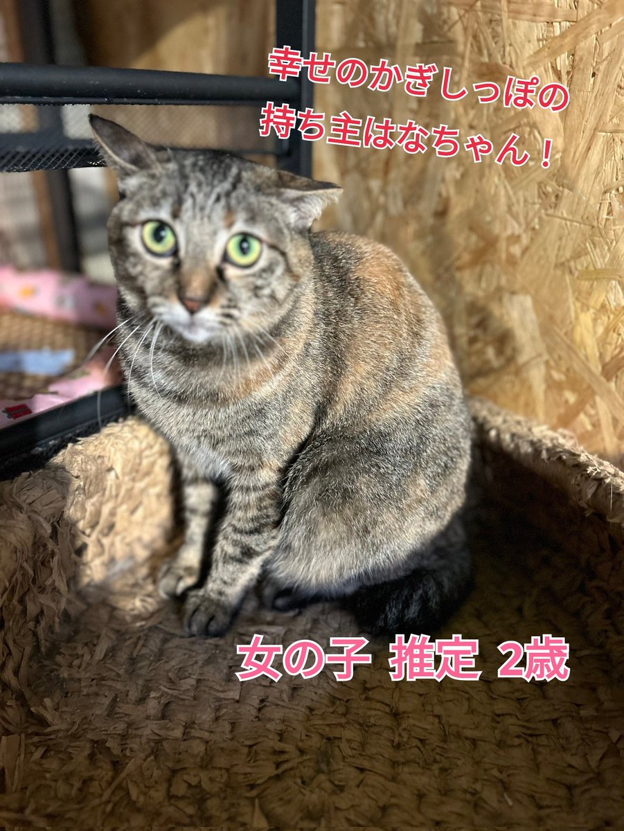 smaile_to's tweet photo. 今日も一日お疲れ様にゃん🐱❤
人馴れ練習中ですが、ご飯やおやつを目の前にすると、可愛い鳴き方で駆け寄って来ます!
ちゃっかり触れちゃったりもします笑
 #里親募集  #茨城 #水戸市 

🐈猫達の里親様募集中　HPご覧ください
🐈‍⬛いいね、フォロー、シェア嬉しいです
😸ボランティア募集 https://t.co/xGOgLuvxlo