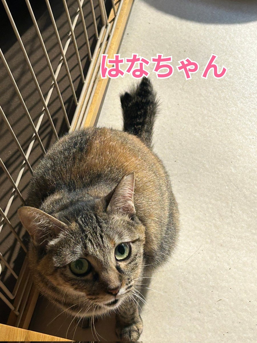 smaile_to's tweet photo. 今日も一日お疲れ様にゃん🐱❤
人馴れ練習中ですが、ご飯やおやつを目の前にすると、可愛い鳴き方で駆け寄って来ます!
ちゃっかり触れちゃったりもします笑
 #里親募集  #茨城 #水戸市 

🐈猫達の里親様募集中　HPご覧ください
🐈‍⬛いいね、フォロー、シェア嬉しいです
😸ボランティア募集 https://t.co/xGOgLuvxlo