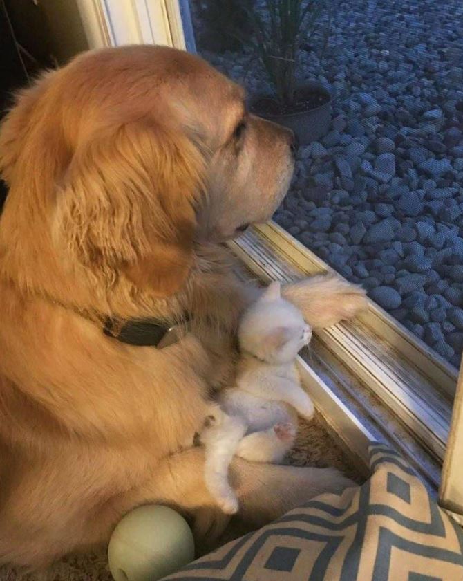 TweeetsOfDogs's tweet photo. oh my goodness...I have no words for the cuteness of the picture https://t.co/BSTlQ6hT1J