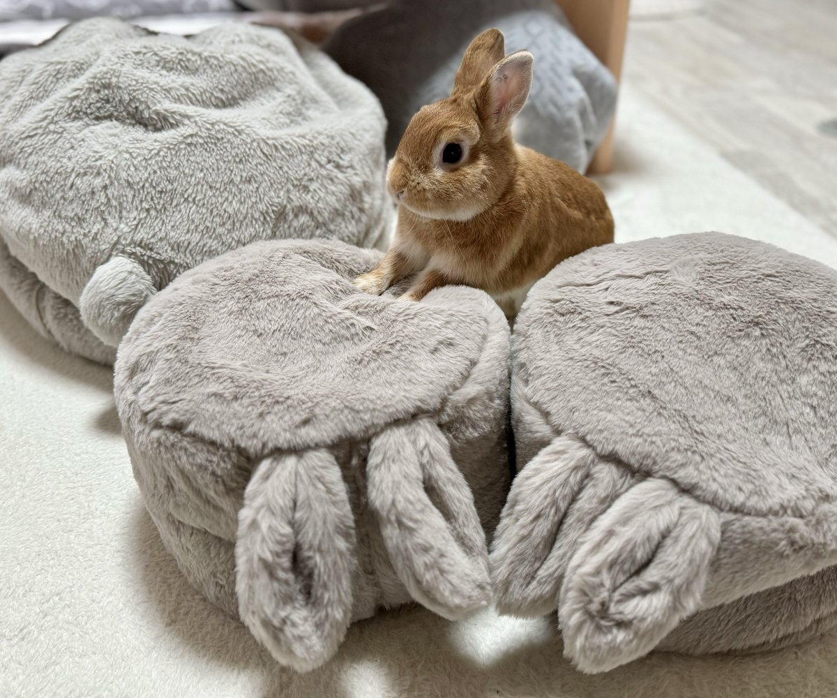 子ウサギクッション うさぎクッション🐰 もふもふでかわいすぎるんだけど♡ #ニトリ