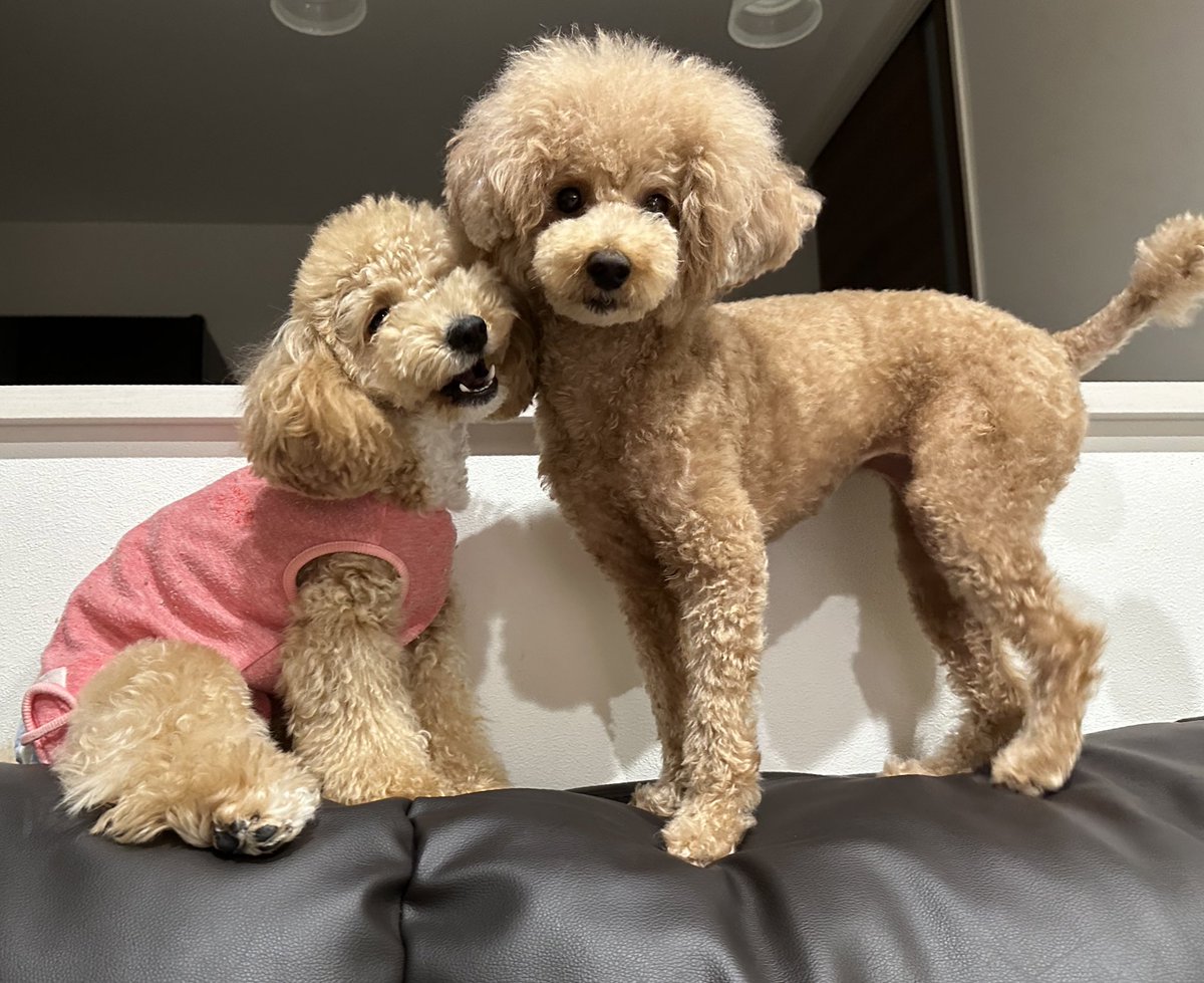 MOCOandOTHERS's tweet photo. モコねぇたん大好き🐶❣️ https://t.co/kp5RyWlLTK