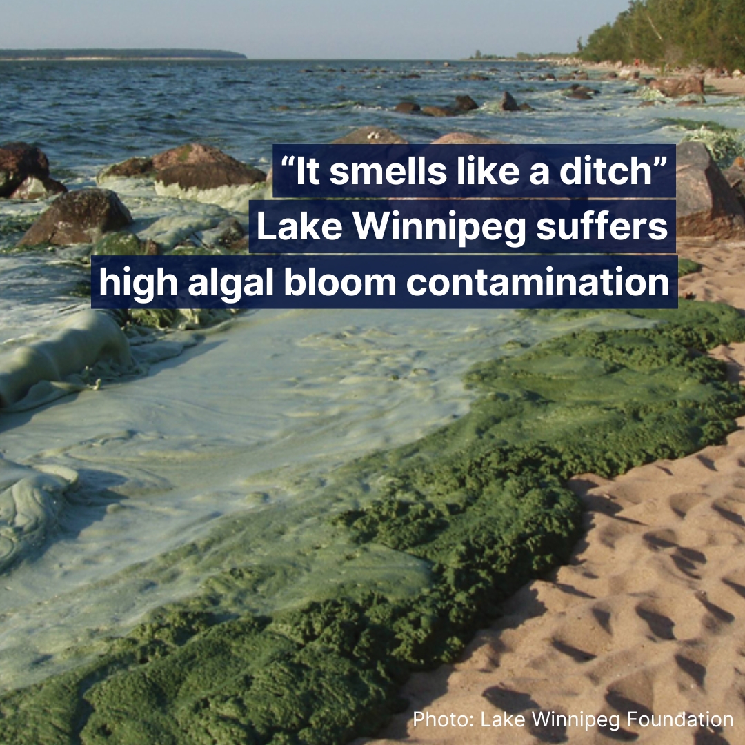Canada's Lake Winnipeg, the world's 10th-largest freshwater lake, is facing severe environmental challenges due to rise in toxic algal blooms.   
#LakeWinnipeg #Winnipeg #Canada #Algalblooms #Algae
Read more: linkedin.com/posts/lg-sonic…