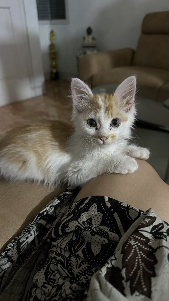 cursedwmn's tweet photo. @kochengfs 2bulan berturut-turut kehilangan 2 anakku krn positif panleu, beratbgt untuk ikhlas. tiap hari kaya gatenangbgt.. disusul 1-1 kitten yg lain ikutan sakit juga.. smg aku dan anak-anakku yang lain bisa kuat melewati ini😭😭😭 https://t.co/wnZw1OYdSL