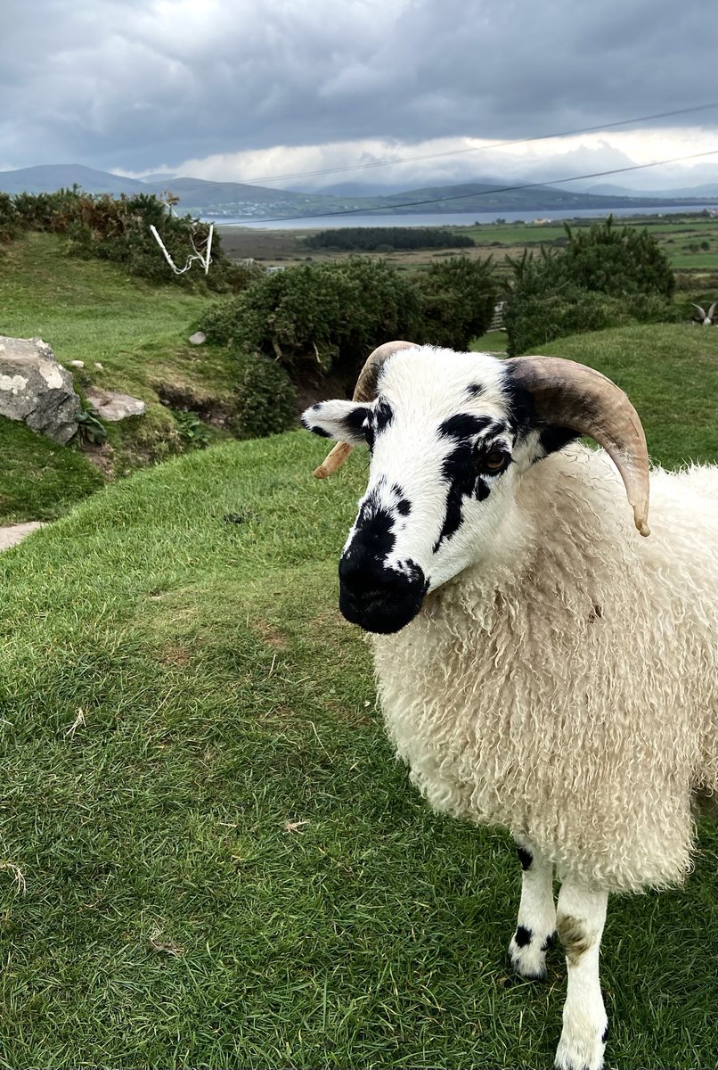 ghostmotorfingr's tweet image. i’m in ireland talking shite about you with the sheep btw. and they’re listening. and they’re agreeing