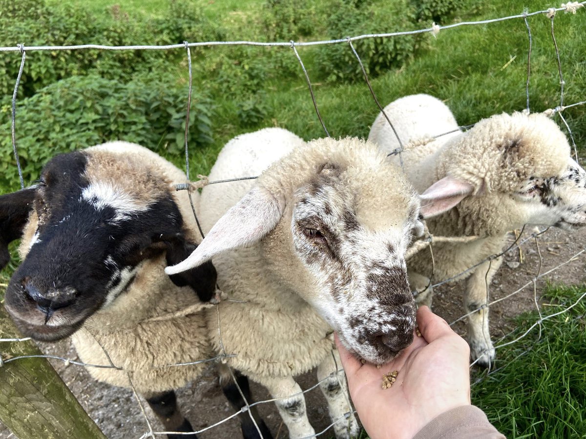 ghostmotorfingr's tweet image. i’m in ireland talking shite about you with the sheep btw. and they’re listening. and they’re agreeing