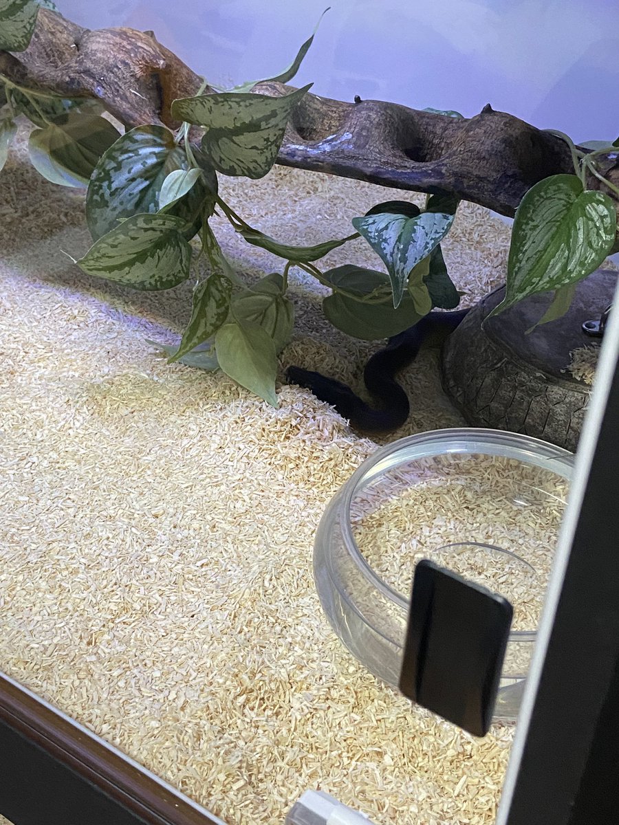salt_Python_31's tweet image. 盛土して枕作れるようになったのね😭笑
可愛いすぎる…😍