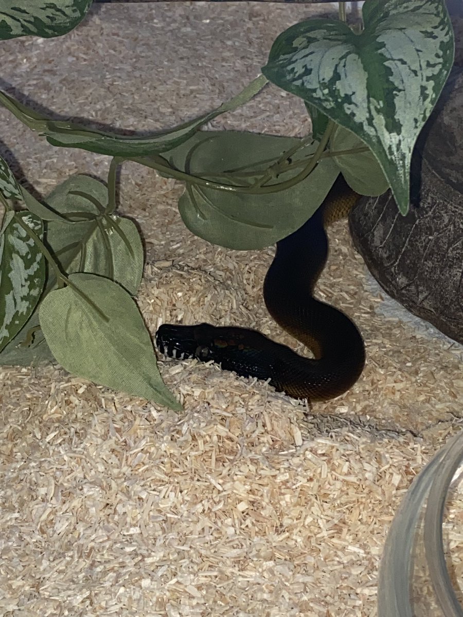 salt_Python_31's tweet image. 盛土して枕作れるようになったのね😭笑
可愛いすぎる…😍