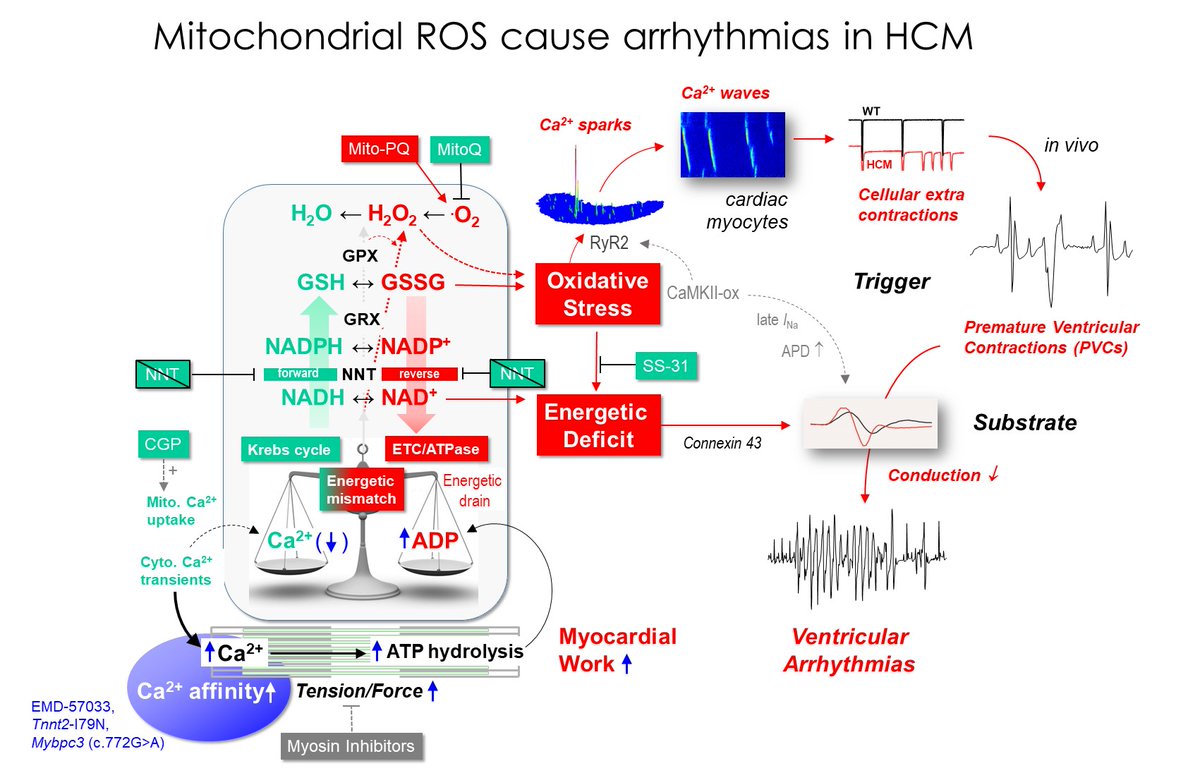 Christoph Maack (@christophmaack) on Twitter photo In HCM, mismatch between ATP supply &demand oxidizes mitochondrial NADPH and increases ROS that trigger &sustain ventricular arrhythmias. Targeting mitochondria prevents VT/VF in HCM. Out on BioRx for now. <a href="/ISHR_ES/">ISHR European Section</a> <a href="/simon_sedej/">Simon Sedej</a> <a href="/IacopoOlivotto/">iacopo olivotto</a> <a href="/dunjaaks/">Dunja Aksentijevic Ricciarelli</a> <a href="/gabrieleschiat1/">Gabriele G. Schiattarella</a> <a href="/DGK_org/">Deutsche Gesellschaft für Kardiologie</a> In HCM, mismatch between ATP supply &demand oxidizes mitochondrial NADPH and increases ROS that trigger &sustain ventricular arrhythmias. Targeting mitochondria prevents VT/VF in HCM. Out on BioRx for now. <a href="/ISHR_ES/">ISHR European Section</a> <a href="/simon_sedej/">Simon Sedej</a> <a href="/IacopoOlivotto/">iacopo olivotto</a> <a href="/dunjaaks/">Dunja Aksentijevic Ricciarelli</a> <a href="/gabrieleschiat1/">Gabriele G. Schiattarella</a> <a href="/DGK_org/">Deutsche Gesellschaft für Kardiologie</a>