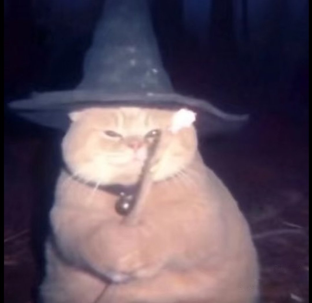 daily cats ♡ tweet media