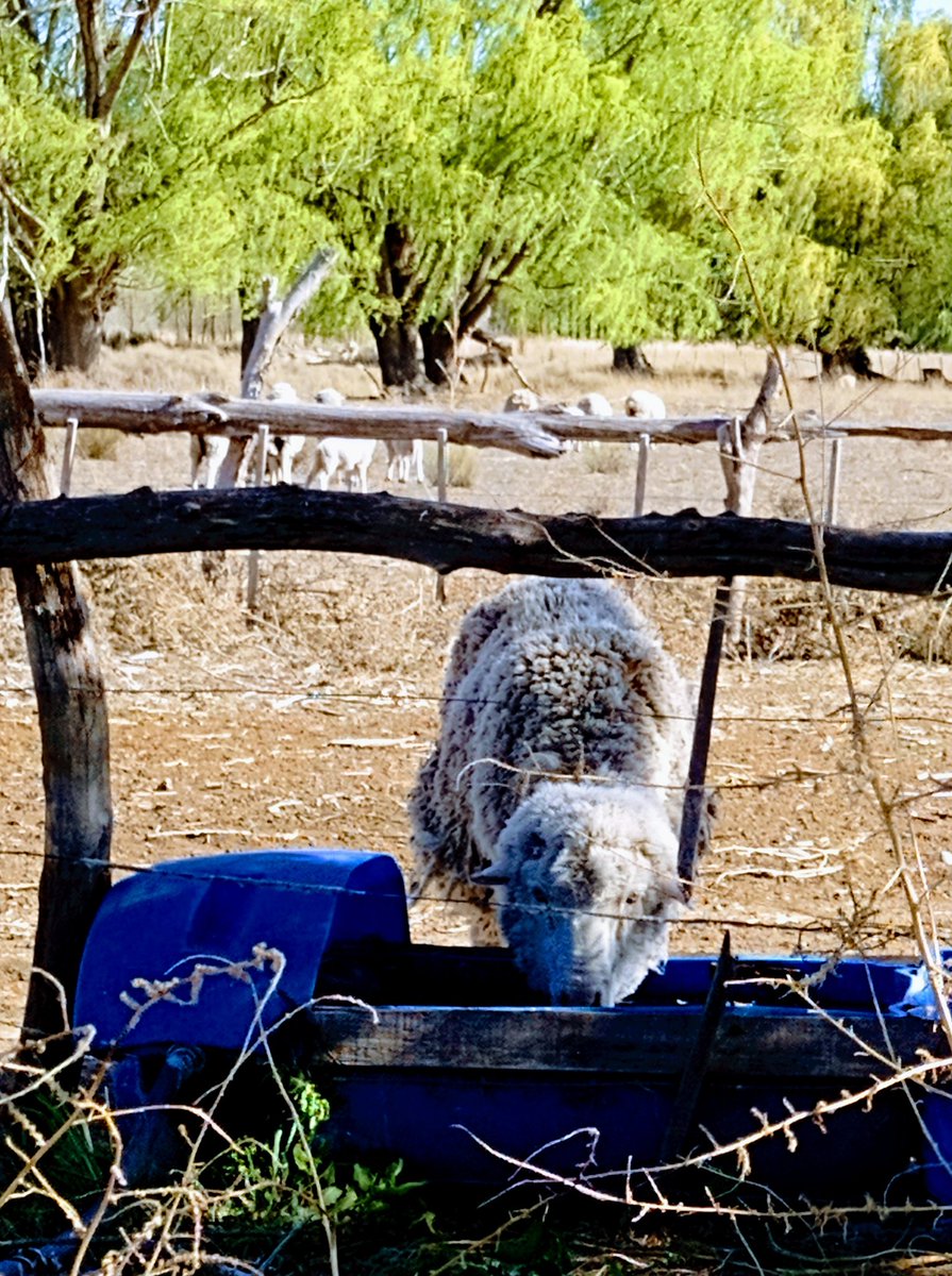 El agua siempre al animal y no el animal al agua... ganaderiaenpatagonia.blogspot.com/2024/07/ganade…