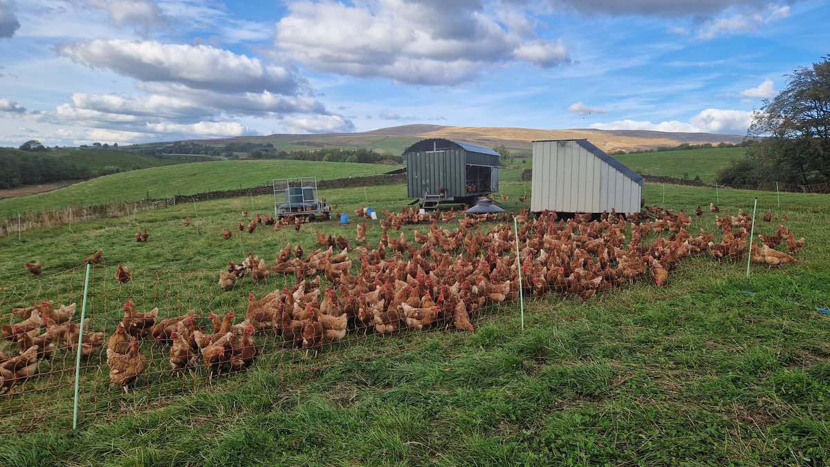 Edinvale Farm 🌱🐂 (@edinvalefarm) on Twitter photo 🧵 All my farm visits this week and last have been bucket list visits (tragic I know) and <a href="/NuffieldFarming/">Nuffield Farming</a> has provided the excuse! So grateful to <a href="/NRenison/">Nic Renison</a> and <a href="/Cannerfarm/">Reno</a> for giving me time today. Chat around challenges of good eating quality from grass fed systems..... 🧵 All my farm visits this week and last have been bucket list visits (tragic I know) and <a href="/NuffieldFarming/">Nuffield Farming</a> has provided the excuse! So grateful to <a href="/NRenison/">Nic Renison</a> and <a href="/Cannerfarm/">Reno</a> for giving me time today. Chat around challenges of good eating quality from grass fed systems.....