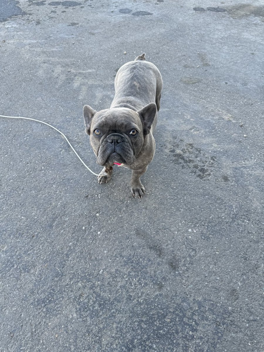 Beautiful fall day!  Good day to do a small batch native blend and hang out with Stella!