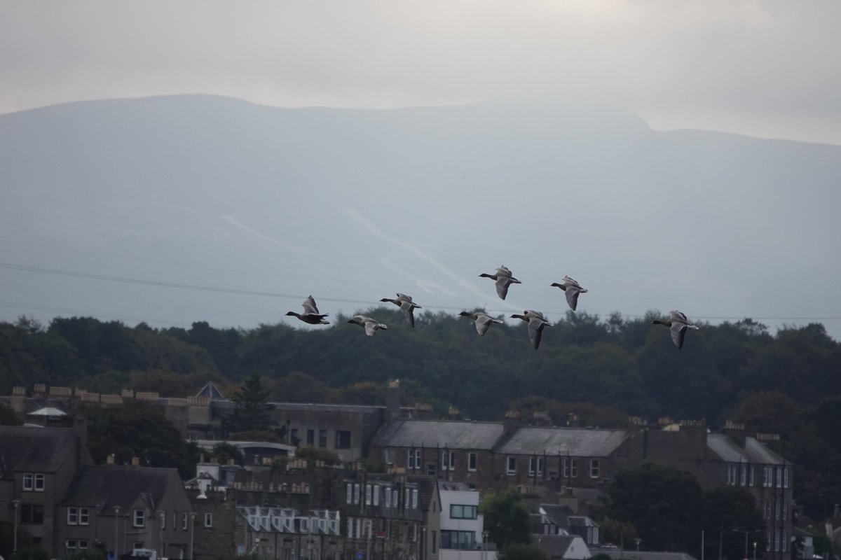 Phil Bould (@leodiensian53) on Twitter photo 6 Bean Geese briefly at Musselburgh today. Presumably Slamannan Taiga birds having a rest but not particularly large looking though clearly larger than the accompanying 2 Pinks.<a href="/birdinglothian/">Birding Lothian</a> 6 Bean Geese briefly at Musselburgh today. Presumably Slamannan Taiga birds having a rest but not particularly large looking though clearly larger than the accompanying 2 Pinks.<a href="/birdinglothian/">Birding Lothian</a>