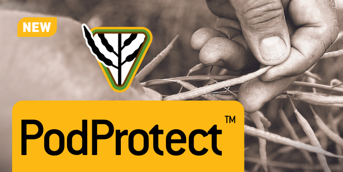 CANTERRA SEEDS offers PodProtect on a variety of canola hybrids, to help provide additional protection against shattering in the field, minimizing yield loss and improving overall crop yield potential. Read all about it: canterra.com/blog/canola-se…