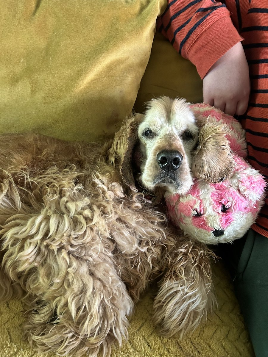 BONEYMOL094's tweet photo. Think today is the most I have ever cried in a single day , Clarence was the best doggy in the whole world, 15 years of unconditional love &amp; craziness 😭 miss you more than anything already beautiful boy x https://t.co/NQgBiS1k1O