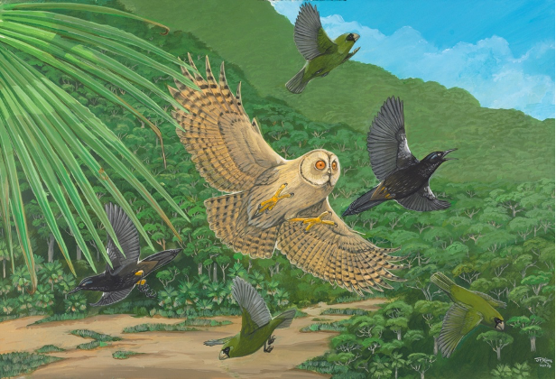 Opwall Science tweet media