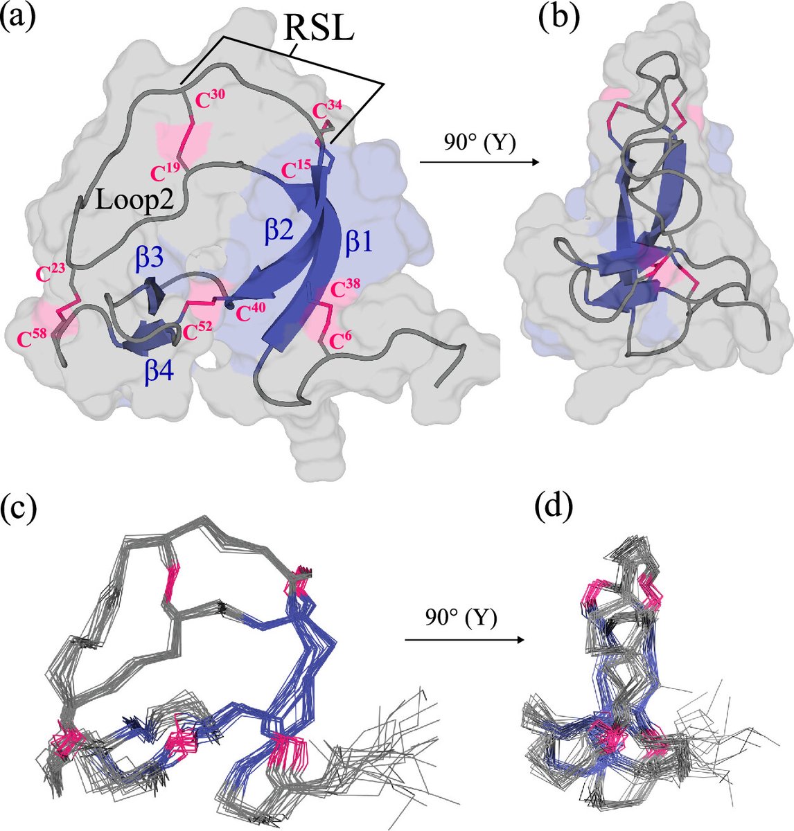 Frogs to the rescue:

Trypsin inhibitor-like (TIL) disulfide-rich peptides are known protease inhibitors.

<a href="/MihirRami17/">Mihir Rami</a> et al <a href="/iiscbangalore/">IISc Bangalore</a> study LL-TIL, finding the basis for pM inhibition &amp; expanding possible targets.

pubs.acs.org/doi/10.1021/ac…

#tbt
#peptide
#antimicrobial