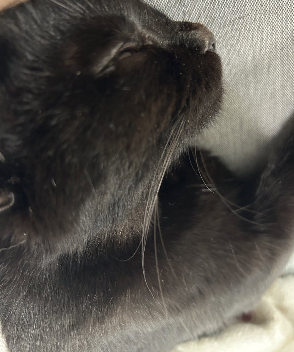 PHz_cat tweet picture