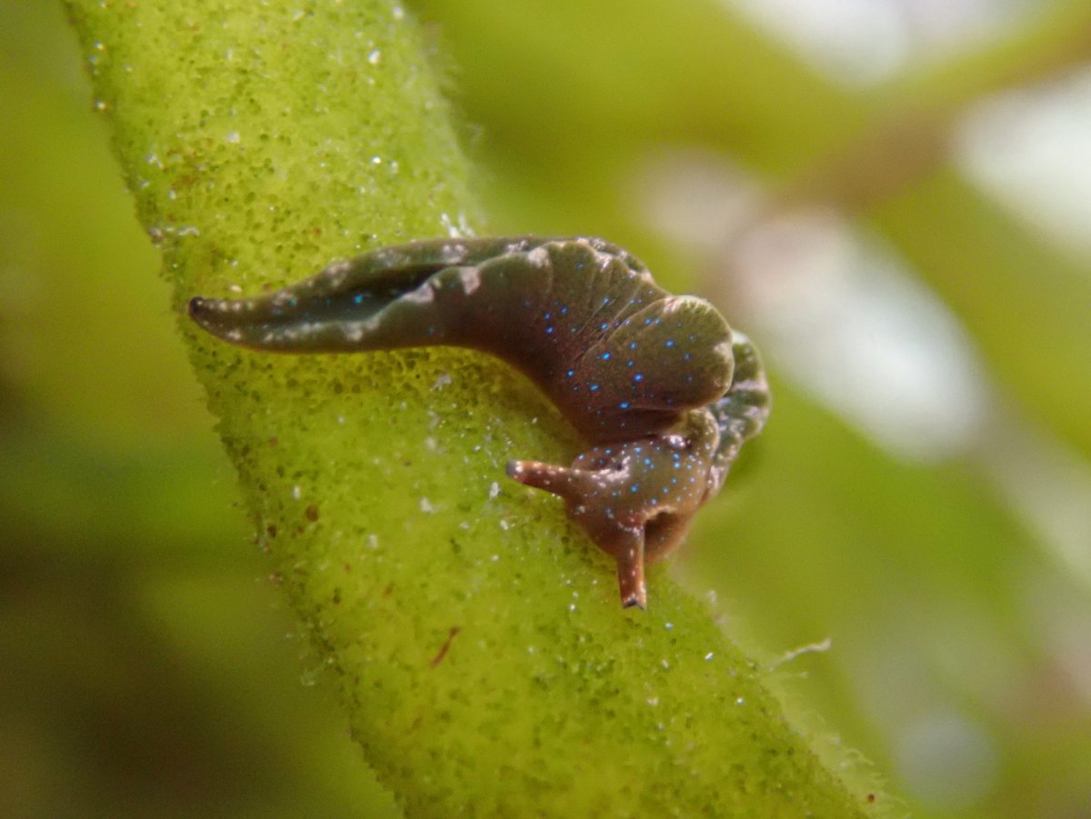 Heather Buttivant tweet media