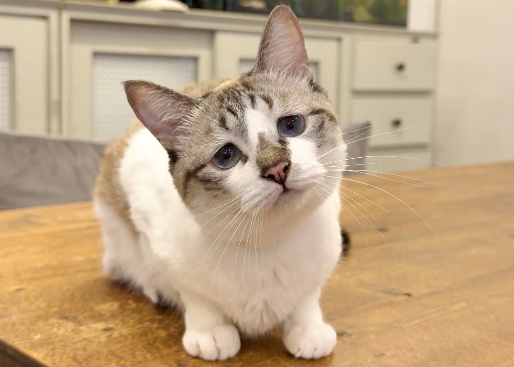 3年前の10月4日はみんちゃんが家にやってきた記念日✨
この子は生後2日でお母さんが居なくなってしまった野良猫でした
保護団体さんに繋いでいただいた命に改めて感謝の日です

#保護猫