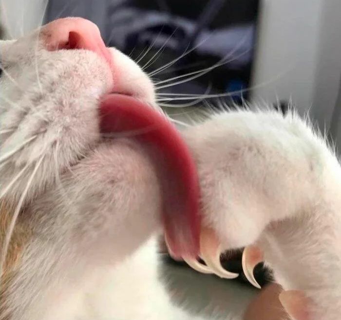 WholesomeMemes tweet media