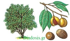 Μοσχοκάρυδο – Nutmeg
diadosis.gr/%ce%bc%ce%bf%c…