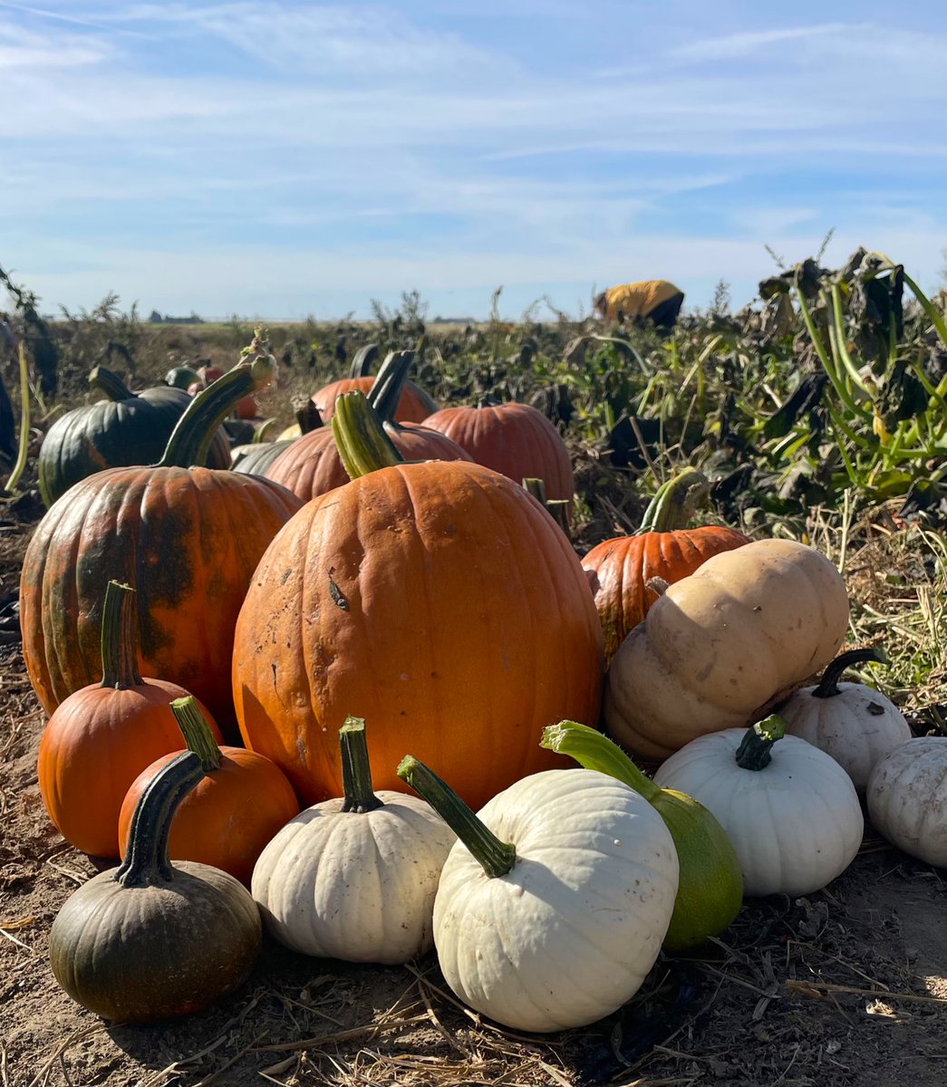 Just finished picking all the pumpkins for this Saturday’s Pumpkin Palooza at the Prosser Farmers Market! Huge thanks to the amazing crew who helped us gather all of them. We can’t wait to see you all there for some fun with Butch T. Cougar, games, and more! 🎃 #GoCougs