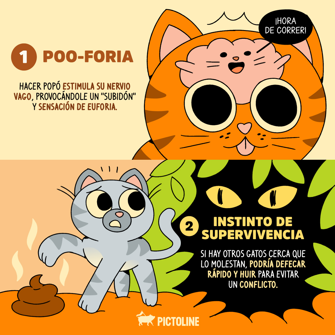 pictoline tweet media
