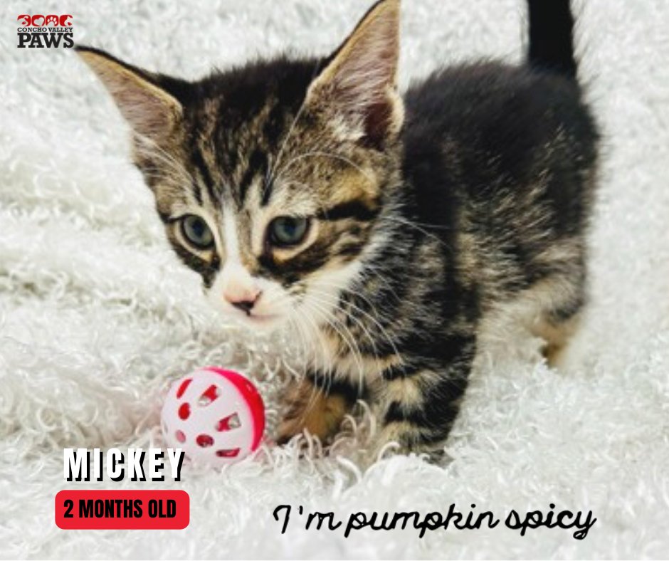 Looking to add some spice to your life? Mickey will always keep you on your toes! This kitten is curious, playful and a whole lot of fun. Visit Mickey by applying at cvpaws.org/adopt