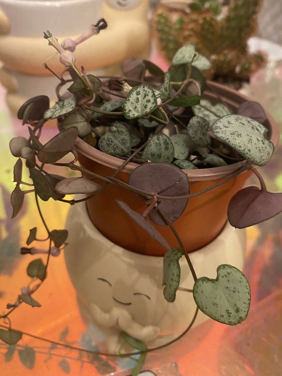 notthisdeath's tweet photo. yushi with flowers (?) https://t.co/H3CT2HLwm5