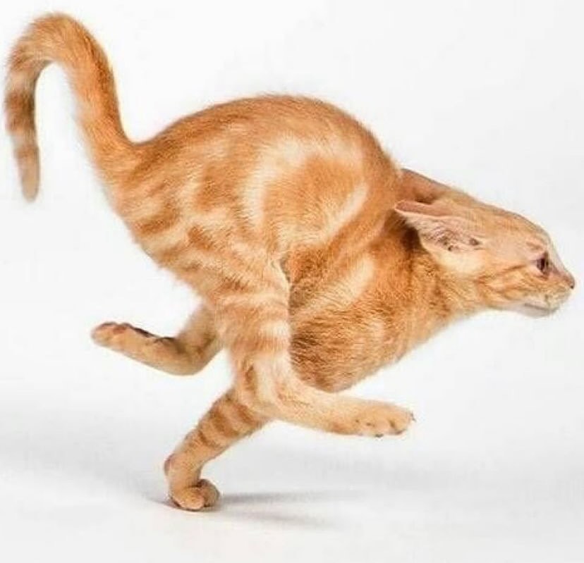 Punch Cat (@punchingcat) on Twitter photo 